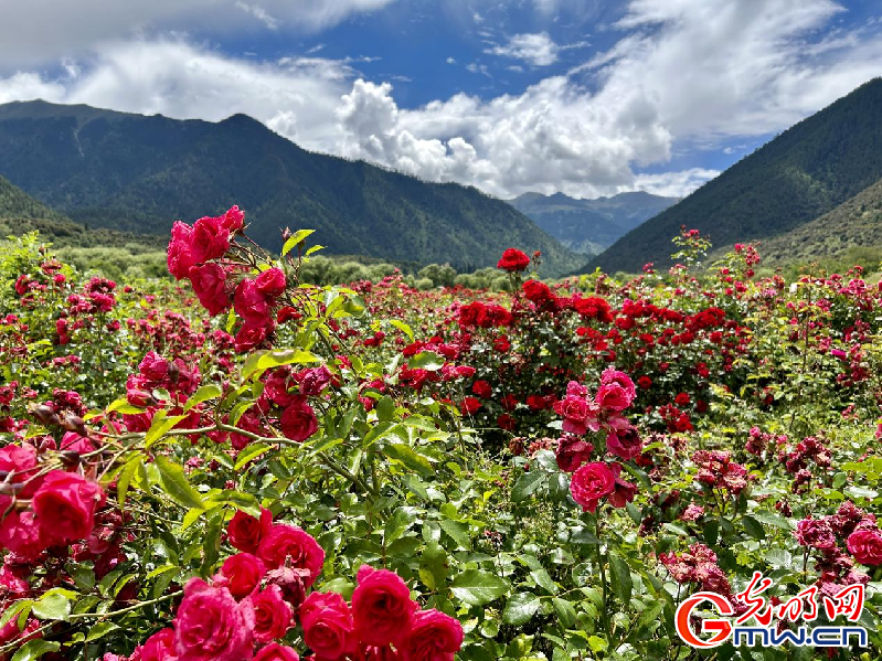 我們的家園丨【組圖】 綠水青山入畫，“金山銀山”筑起