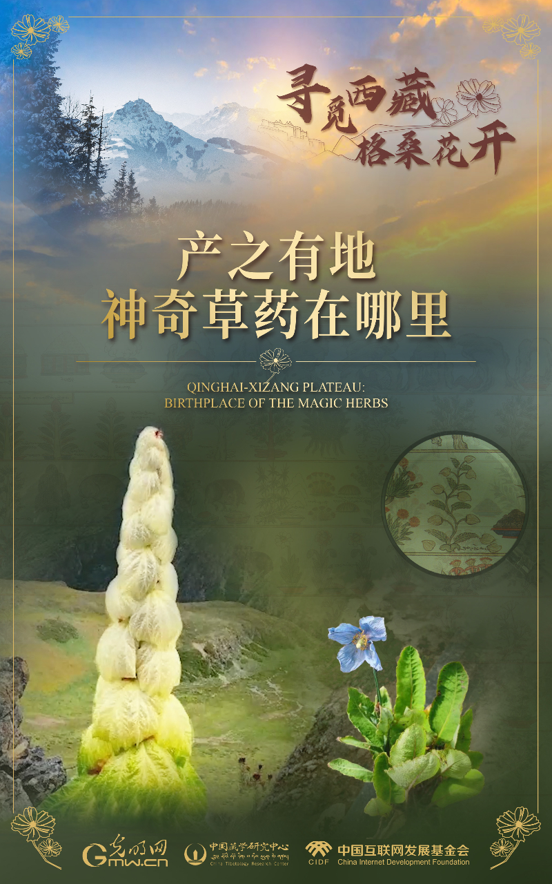 【尋覓西藏·格?；ㄩ_】產(chǎn)之有地：神奇草藥在哪里