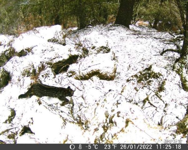 西藏色季拉山發(fā)現(xiàn)雪豹、白頰獼猴等多種珍稀野生動物