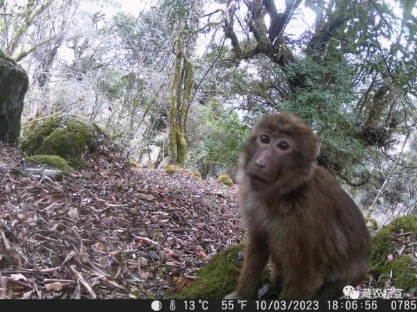 西藏色季拉山發(fā)現(xiàn)雪豹、白頰獼猴等多種珍稀野生動物