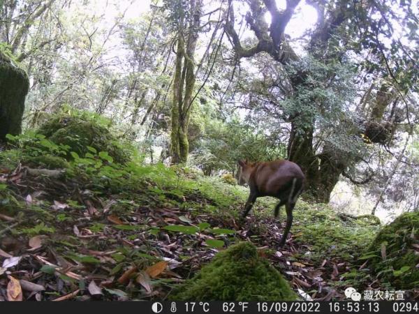 西藏色季拉山發(fā)現(xiàn)雪豹、白頰獼猴等多種珍稀野生動物