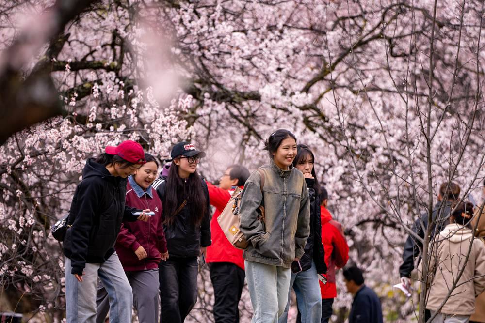 桃花盛開惹人醉，八方游客賞花來。徐馭堯攝