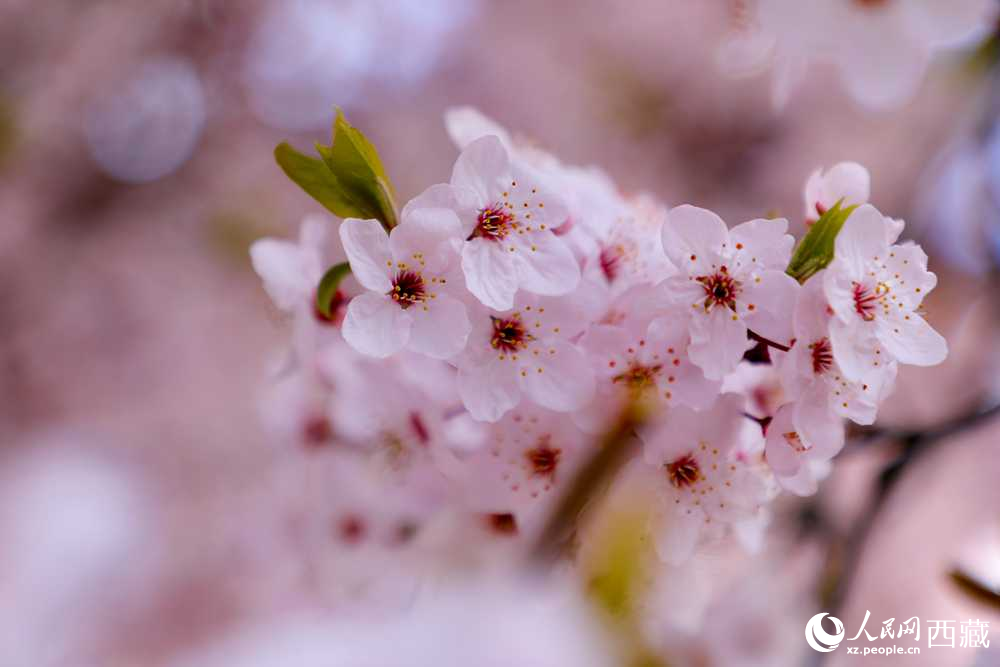 桃花盛開惹人醉。人民網(wǎng)記者 次仁羅布攝