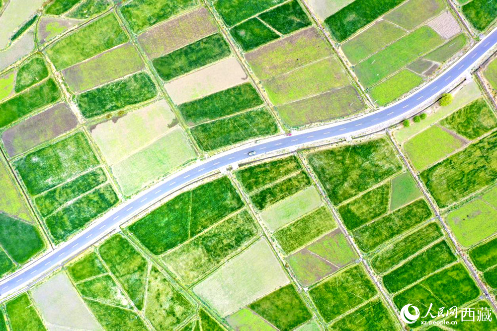 無(wú)人機(jī)視角下的西藏山南市瓊結(jié)農(nóng)田。人民網(wǎng)記者 次仁羅布攝