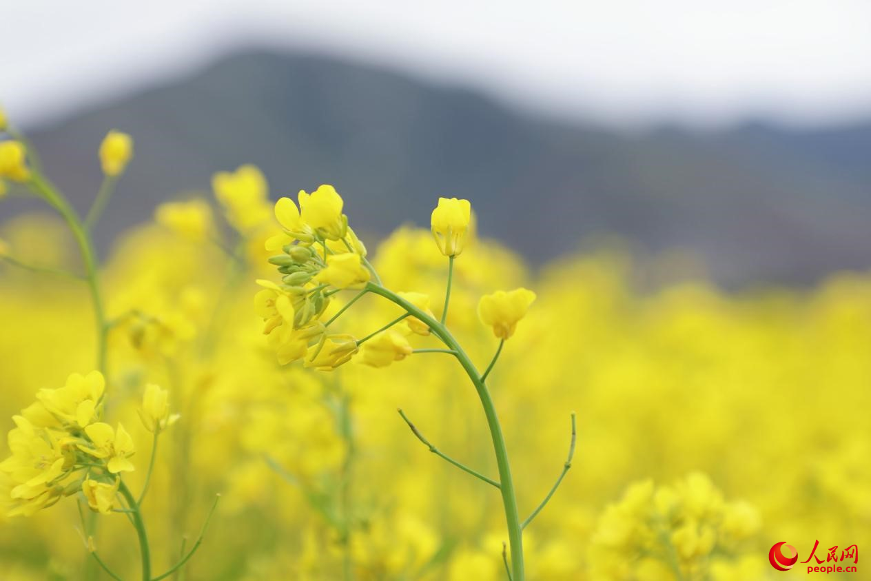 金色油菜花鋪滿大地。 人民網(wǎng) 李海霞攝