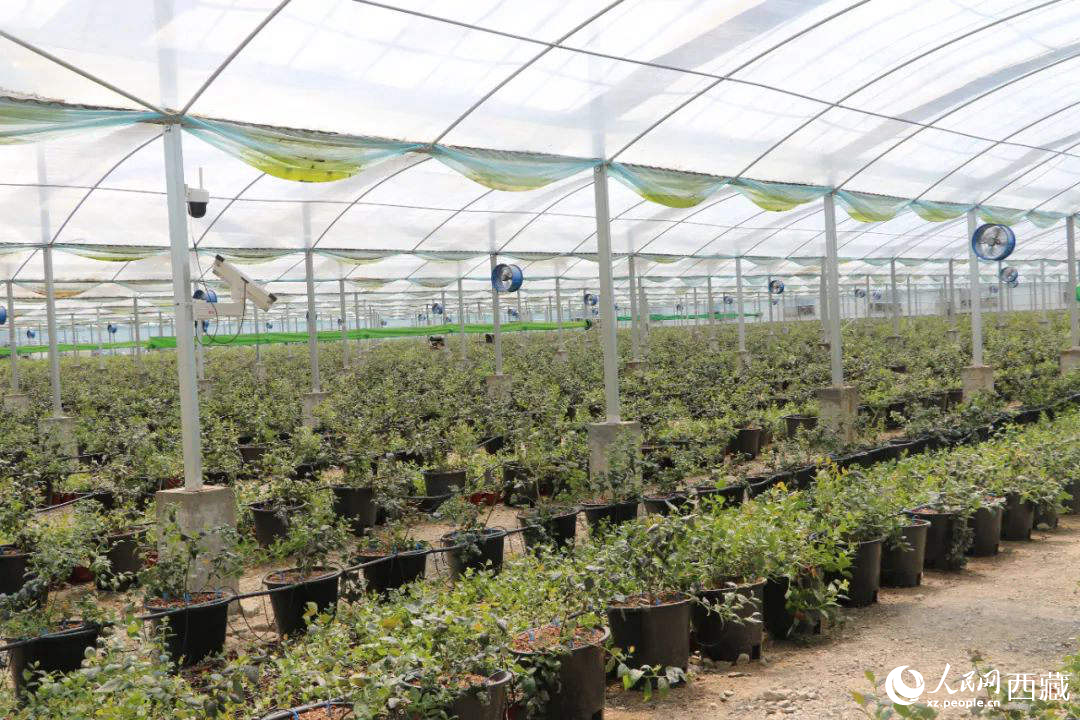 戈壁田園藍(lán)莓工業(yè)化種植基地。次仁龍布攝