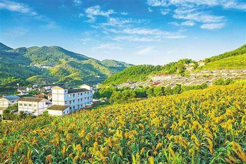 【理上網(wǎng)來o輝煌十九大】鄉(xiāng)村振興戰(zhàn)略：更綜合、全面、系統(tǒng)的發(fā)展戰(zhàn)略