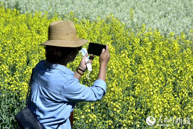 大片油菜花吸引游客到來(lái)。人民網(wǎng) 李海霞攝