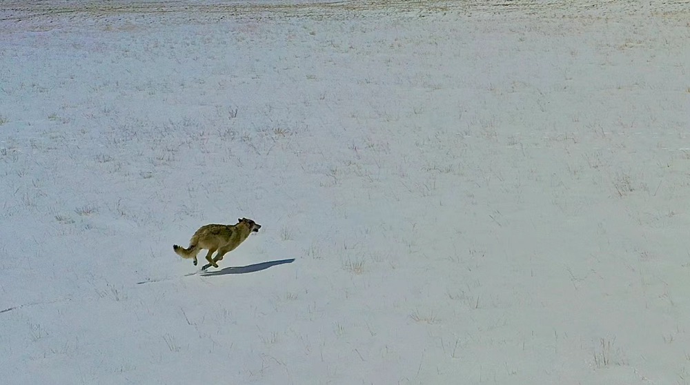 雪地里疾馳的阿里“狼”。
