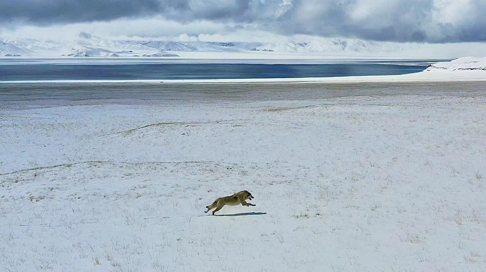 雪地里疾馳的阿里“狼”。