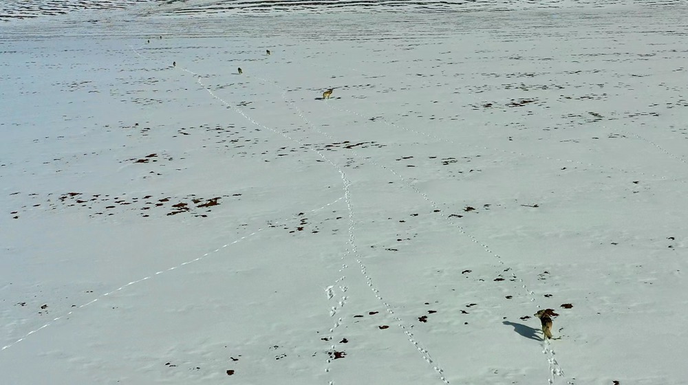 天地一色，狼群在雪地里不斷地向前奔跑。