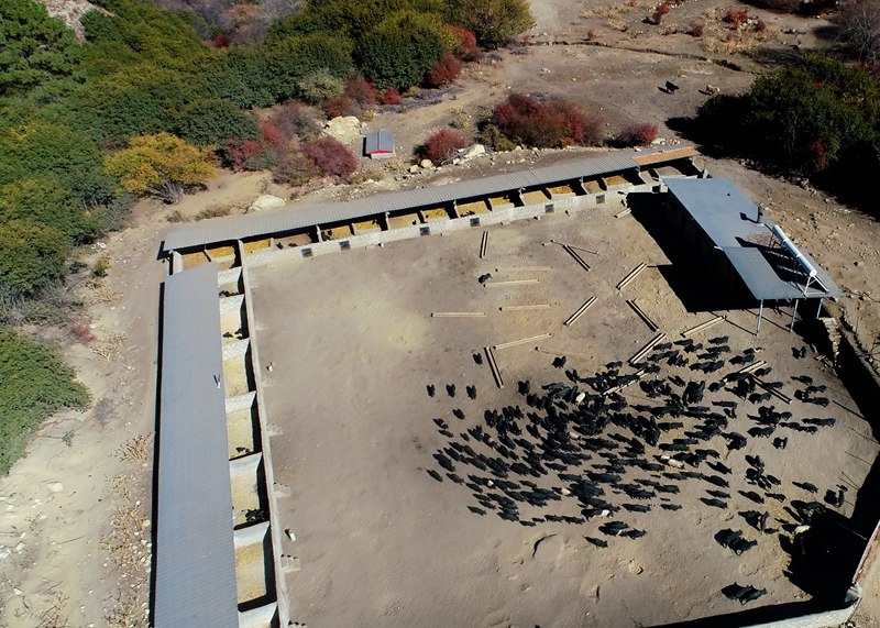 麥村藏香豬養(yǎng)殖基地。