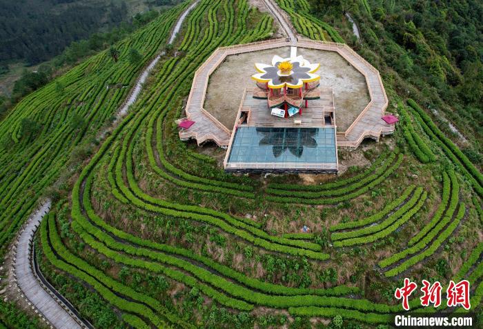 圖為西藏林芝市墨脫縣背崩鄉(xiāng)格林村山頂?shù)木坝^茶園。(無人機照片) 李林 攝