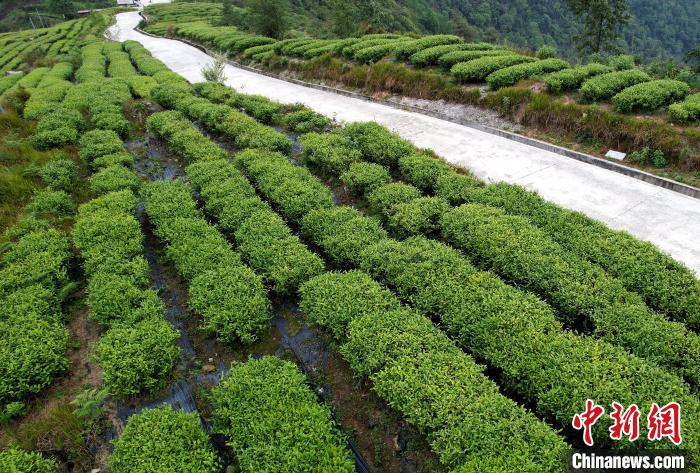 圖為西藏林芝市墨脫縣背崩鄉(xiāng)格林村山頂?shù)木坝^茶園。(無人機照片) 李林 攝